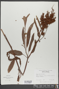 Rumex verticillatus image