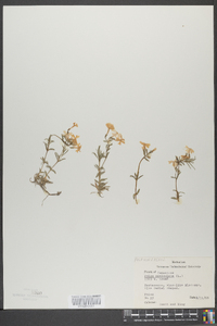 Phlox paniculata image