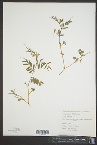 Vicia sativa subsp. nigra image