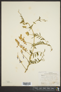 Vicia villosa subsp. varia image