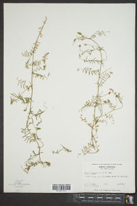 Vicia hirsuta image