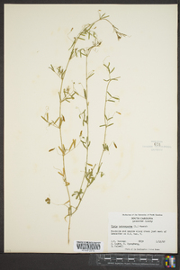 Vicia tetrasperma image