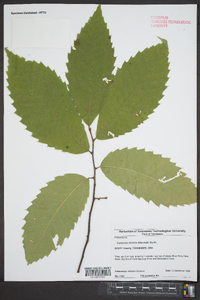 Castanea dentata image