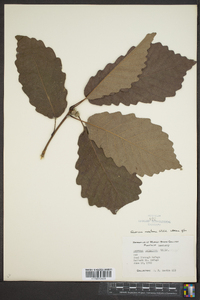 Quercus montana image