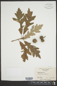 Quercus lyrata image