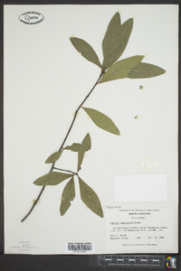 Quercus laurifolia image