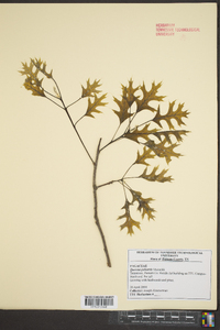 Quercus palustris image