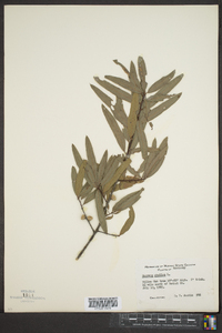 Quercus phellos image