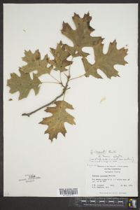 Quercus shumardii image