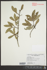 Quercus virginiana image