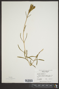 Gentiana autumnalis image