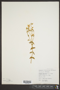 Sabatia angularis image