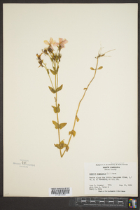 Sabatia angularis image