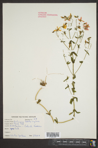 Sabatia angularis image