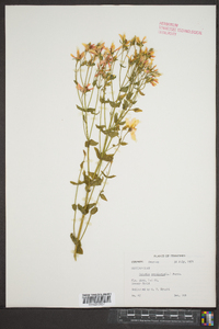 Sabatia angularis image