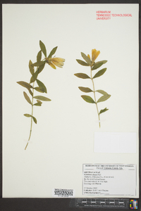 Gentiana clausa image