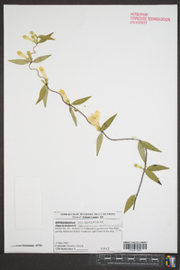 Gelsemium sempervirens image