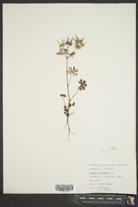 Geranium dissectum image