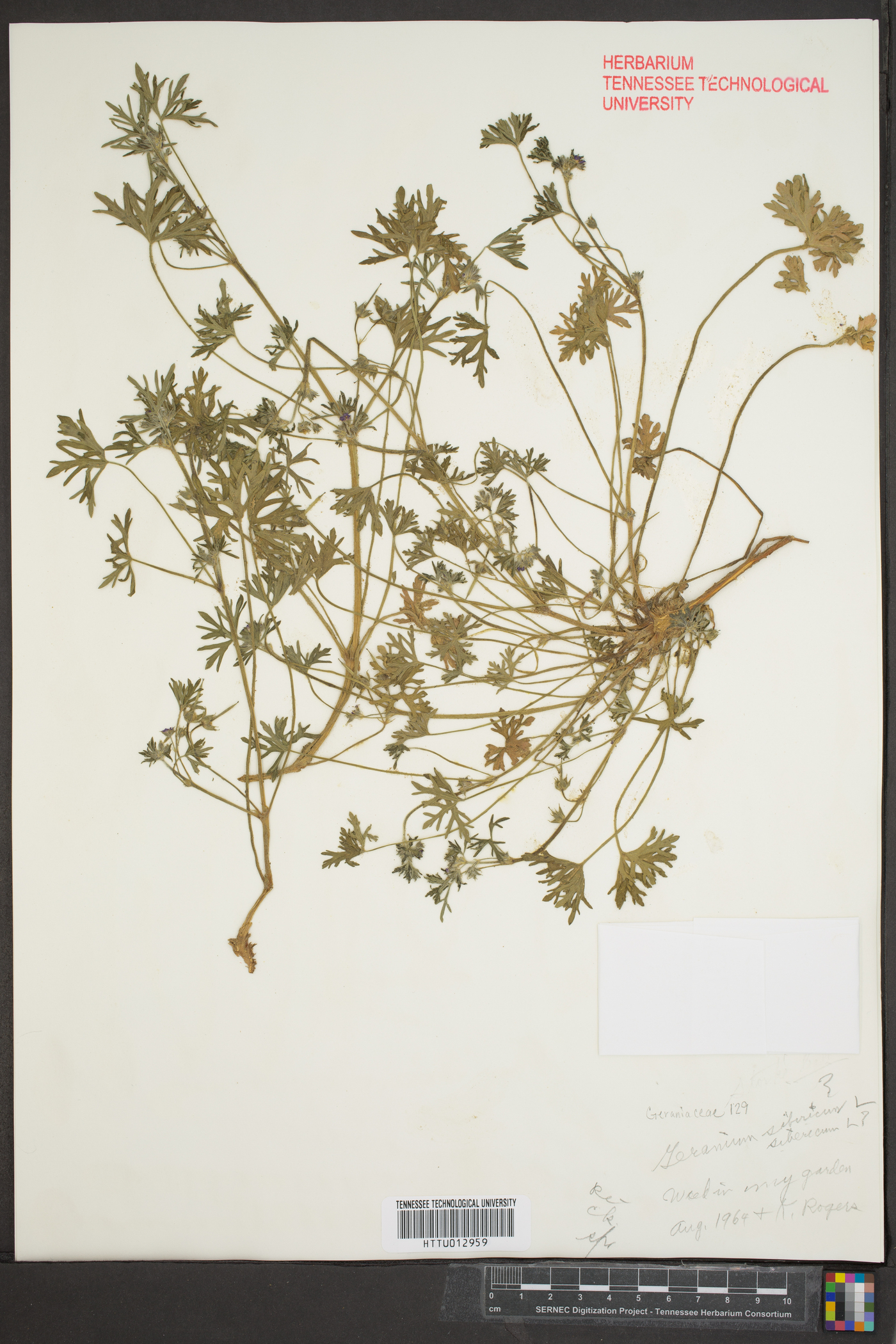 Geranium sibiricum image