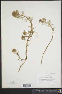 Myriophyllum aquaticum image