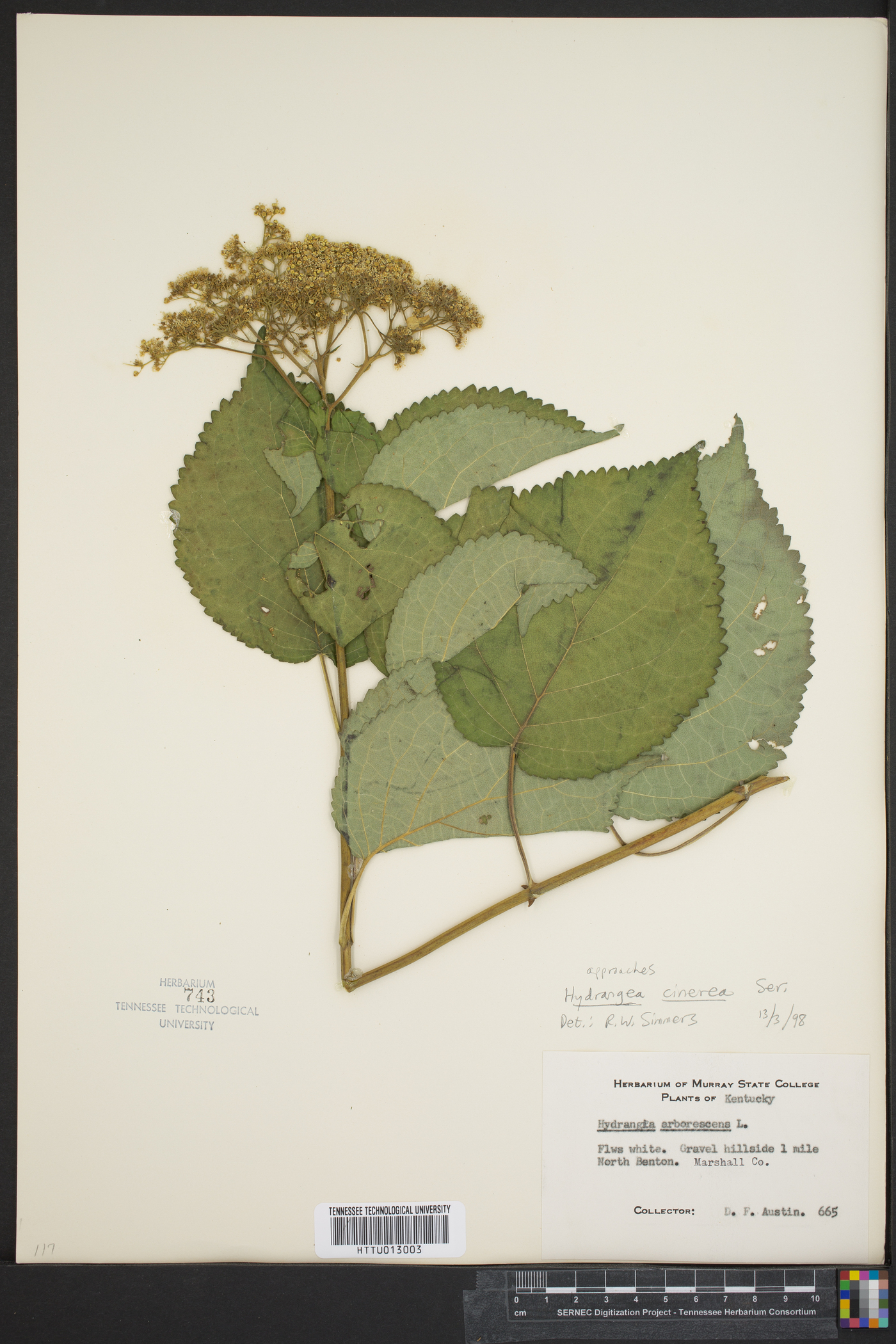 Hydrangea cinerea image
