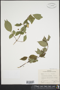 Philadelphus hirsutus image