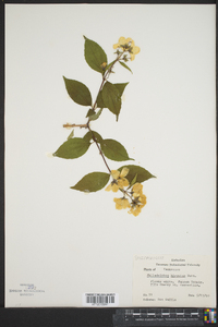 Philadelphus hirsutus image