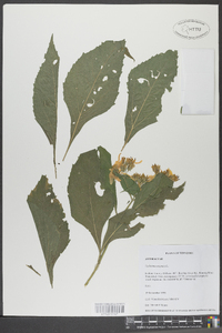 Verbesina virginica image