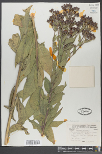 Vernonia baldwinii image