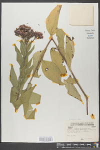 Vernonia baldwinii image