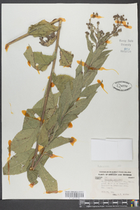 Vernonia baldwinii image