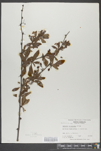 Berberis canadensis image