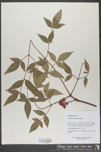 Nandina domestica image