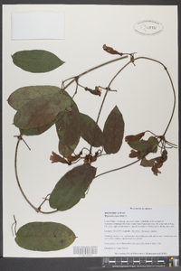 Bignonia capreolata image