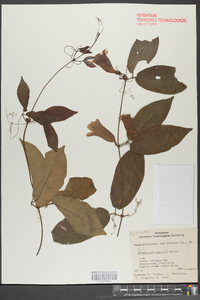 Bignonia capreolata image