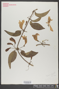 Bignonia capreolata image