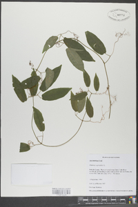 Bignonia capreolata image