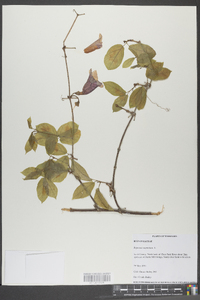 Bignonia capreolata image