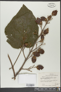 Paulownia tomentosa image