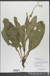 Cynoglossum virginianum image