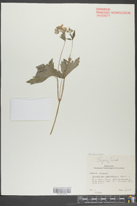 Hydrophyllum appendiculatum image