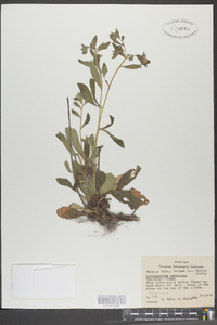 Lithospermum canescens image