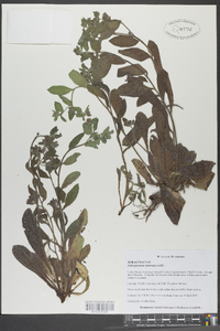 Lithospermum tuberosum image