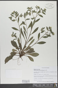 Lithospermum tuberosum image