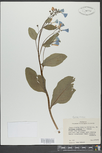 Mertensia virginica image