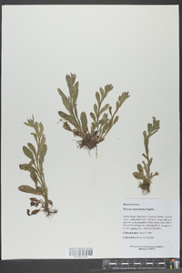 Myosotis macrosperma image