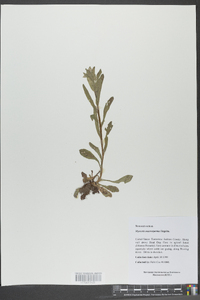 Myosotis macrosperma image