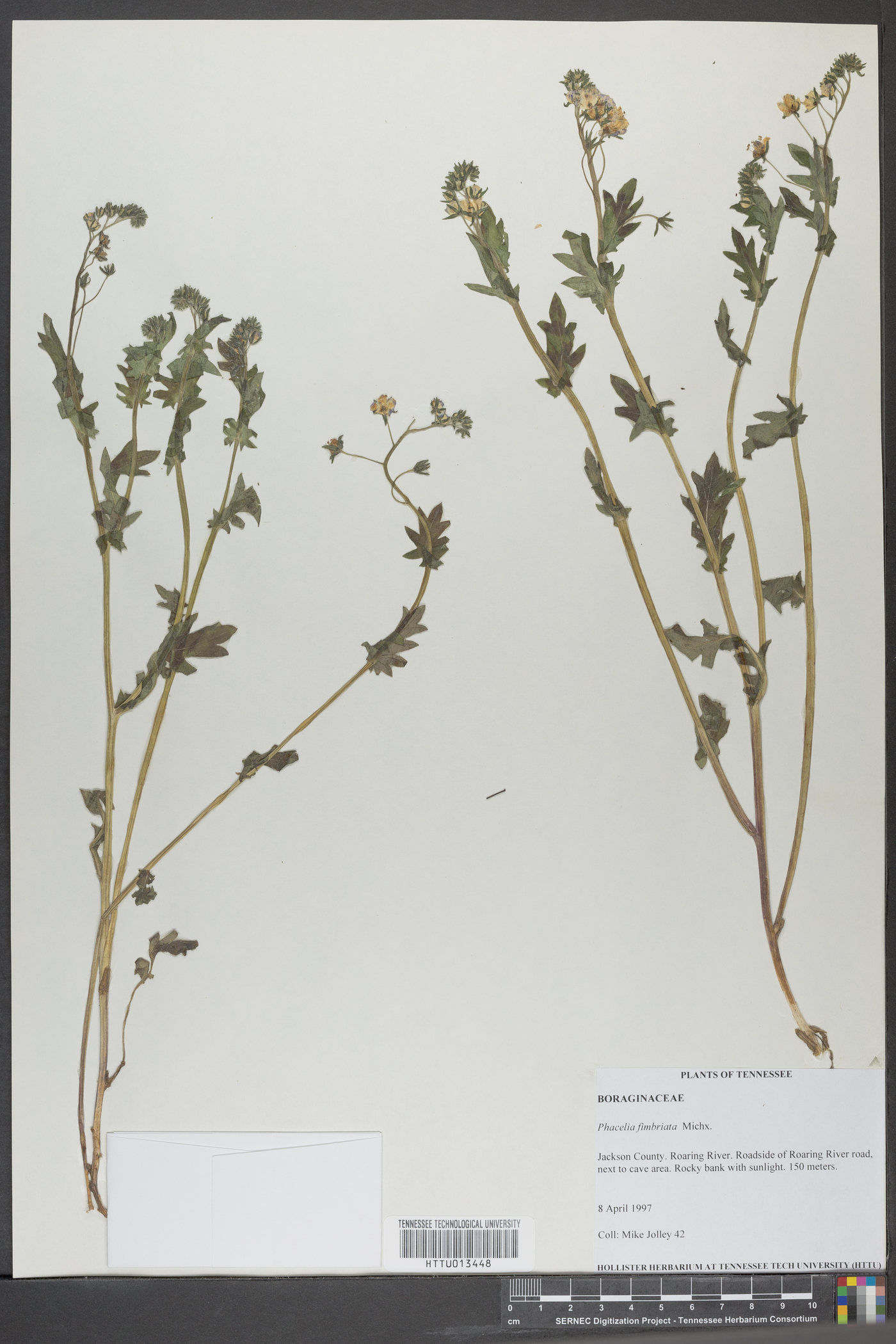 Phacelia fimbriata image