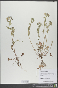 Phacelia purshii image