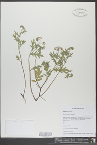 Phacelia purshii image